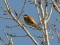 Merops apiaster